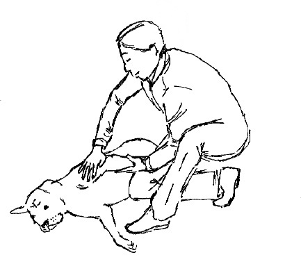 mobilisation d'une épaule chez le chien